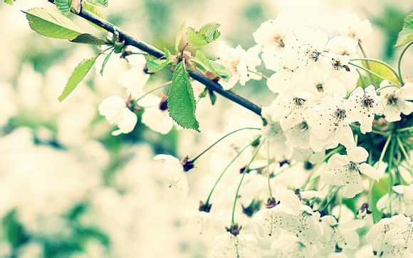 洛克王国宠物在哪看