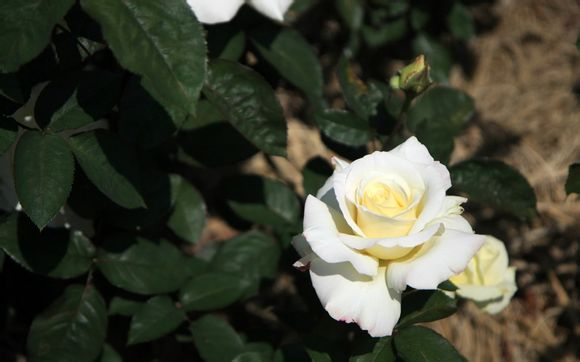 2024年暑假放假时间表最新公布安徽