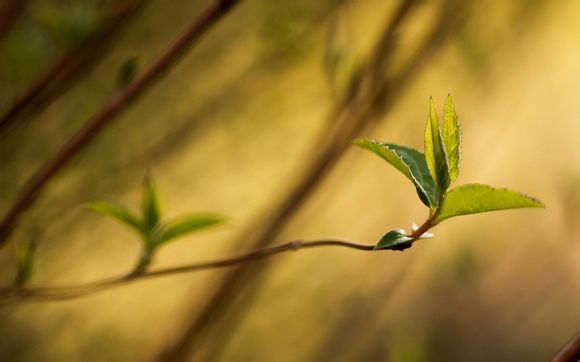 幻想纹章4.2空我出招表