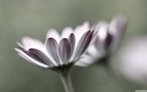 西蒙斯打的什么位置