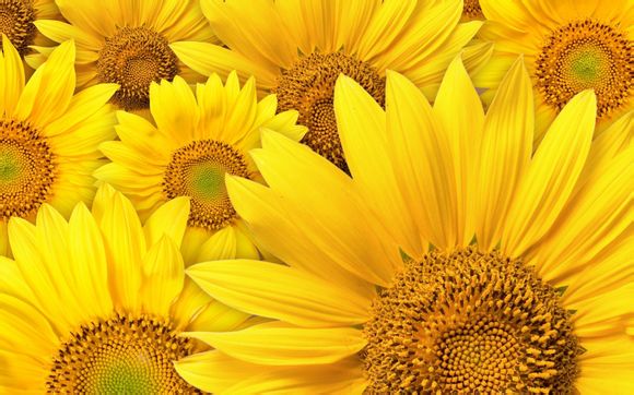 科目三学多久才能预约