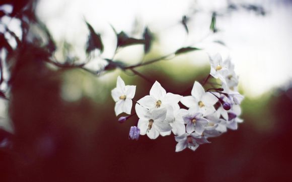 攀枝花到丽江多长时间