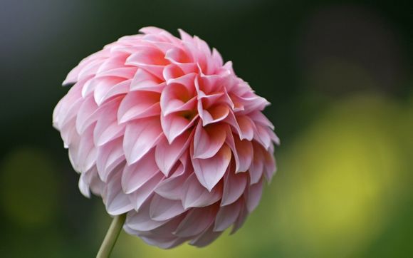 张绣为什么叛变