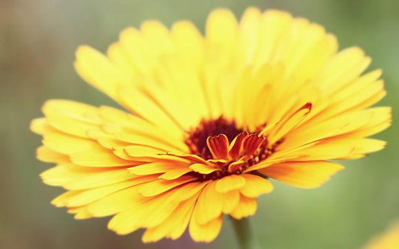 鹿鼎记隐者天赋怎么点最强大