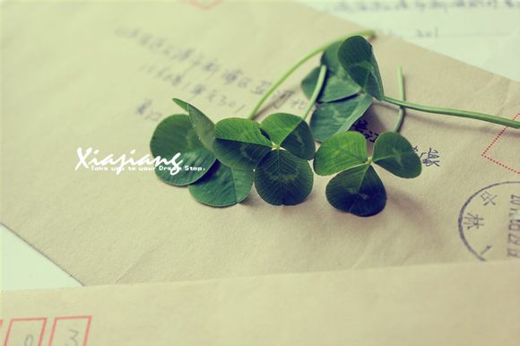 勇者斗恶龙6转职龙